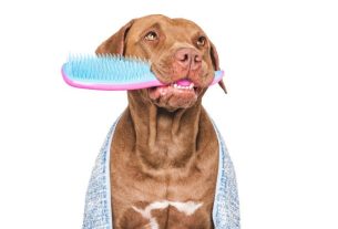 Quality Cat Grooming Port St Lucie in a Calm Environment