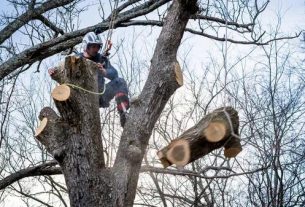 Skilled Tree Cutting Service for Precise Tree Removal