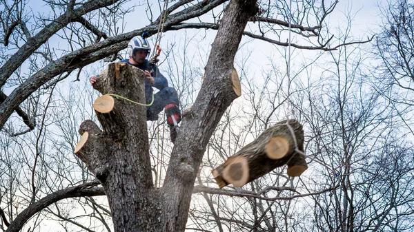 Skilled Tree Cutting Service for Precise Tree Removal