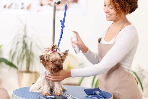 Professional Pet Grooming Port St. Lucie by Shampoochi Day Spa Mobile Grooming