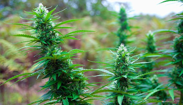 THCA Flower vs THC Vape Pens Which Option Suits You Best