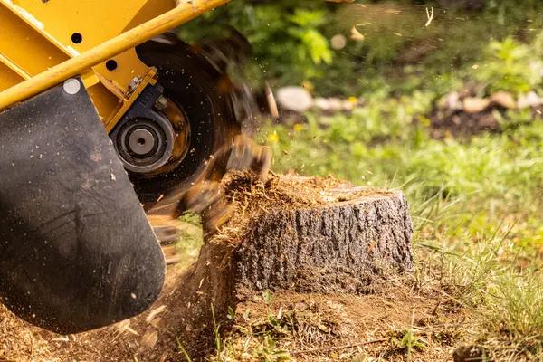 Professional Tree Removal Mobile Solutions for Overgrown Trees