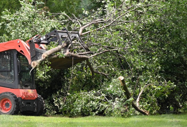 Experienced Tree Removal Mobile for Safe and Careful Tree Cutting